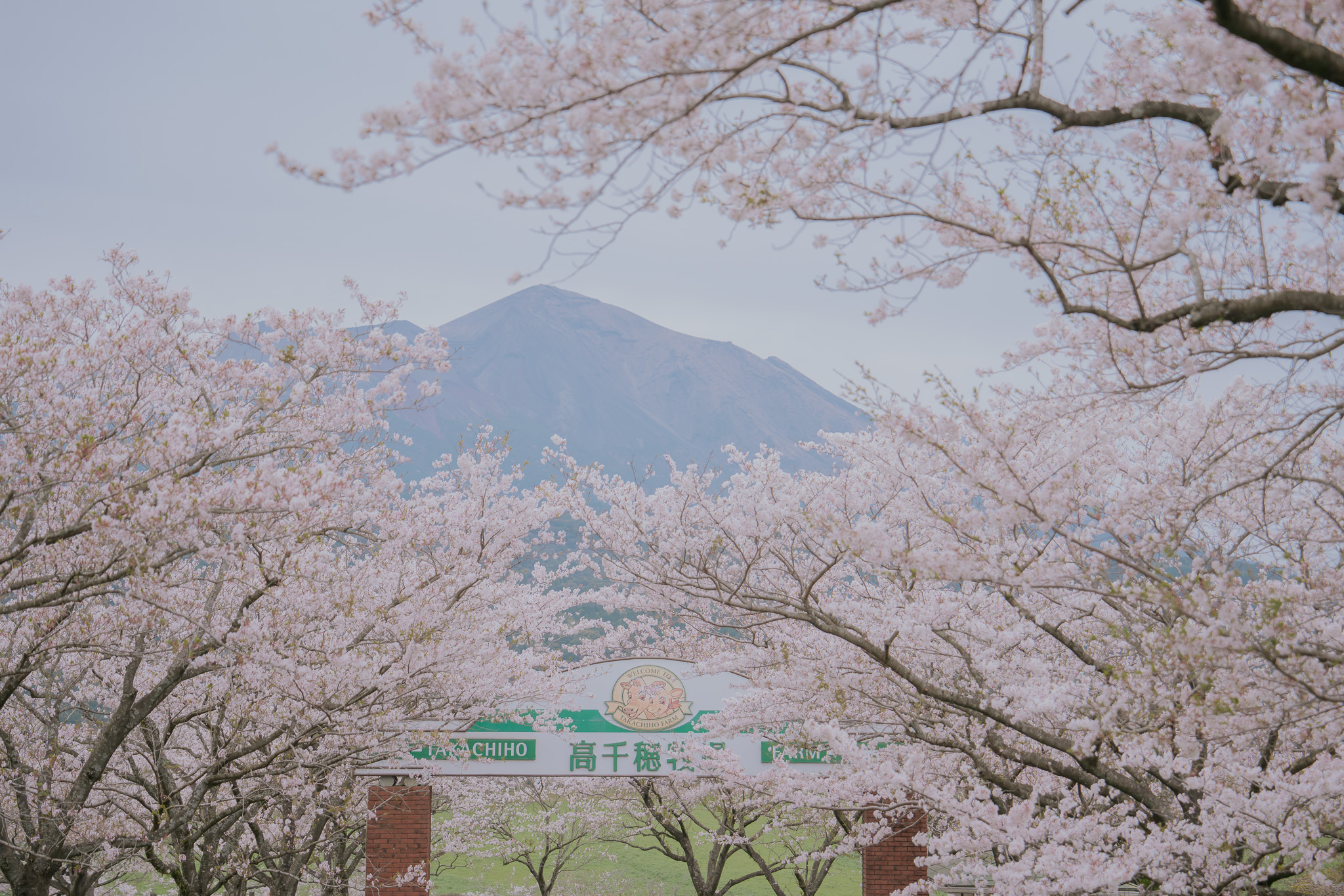 [遊記] 九州｜高千穗牧場。初春限定粉色牧場物語